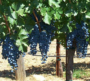 The Petite Sirah cultivar has an acute sense of place, with wines expressing great regional variability.